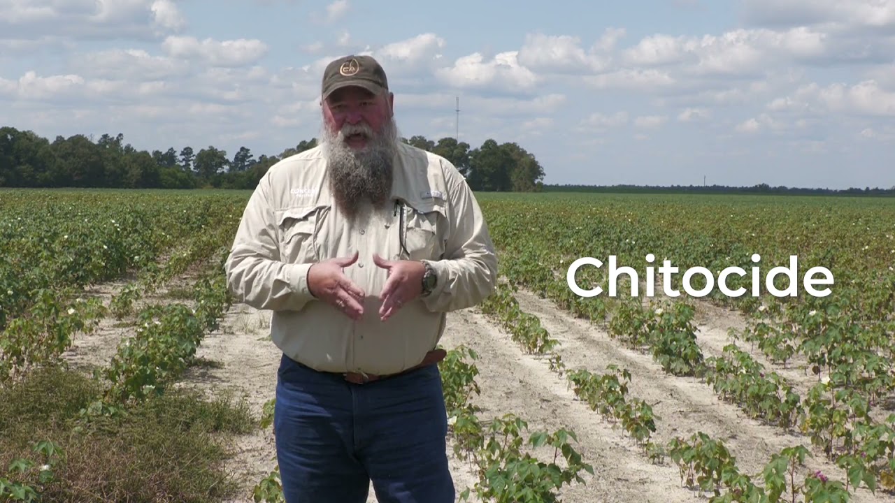Scouting nematode damage to Georgia cotton
