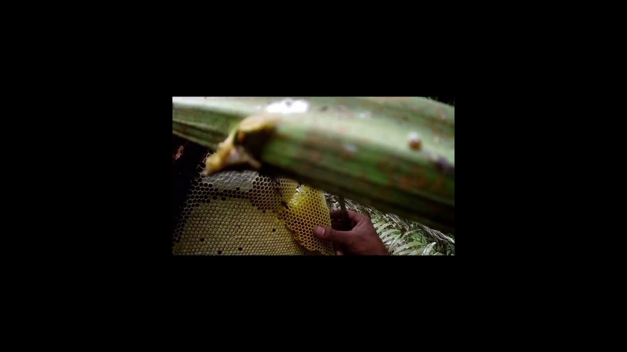 Peroses pemanennam madu hutan#maduodeng #fypシ゚viral #hutan #pohonbesar #odeng 