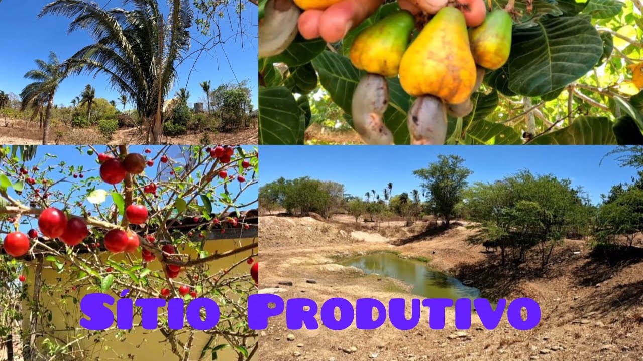 Sítio muito produtivo de frutas em estação de extrema seca na região Nordeste do Brasil 