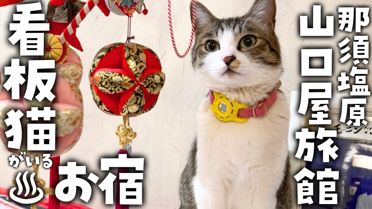 【那須塩原】猫と遊べる癒しの温泉旅館／4匹の猫たちと過ごす最高の1泊2日旅【こだまの湯 山口屋旅館｜栃木県・塩原温泉】