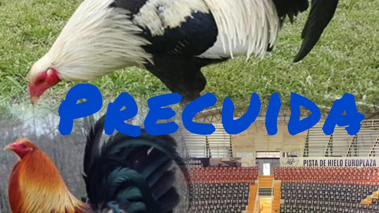 Precuida o pre-postura en gallos de pelea