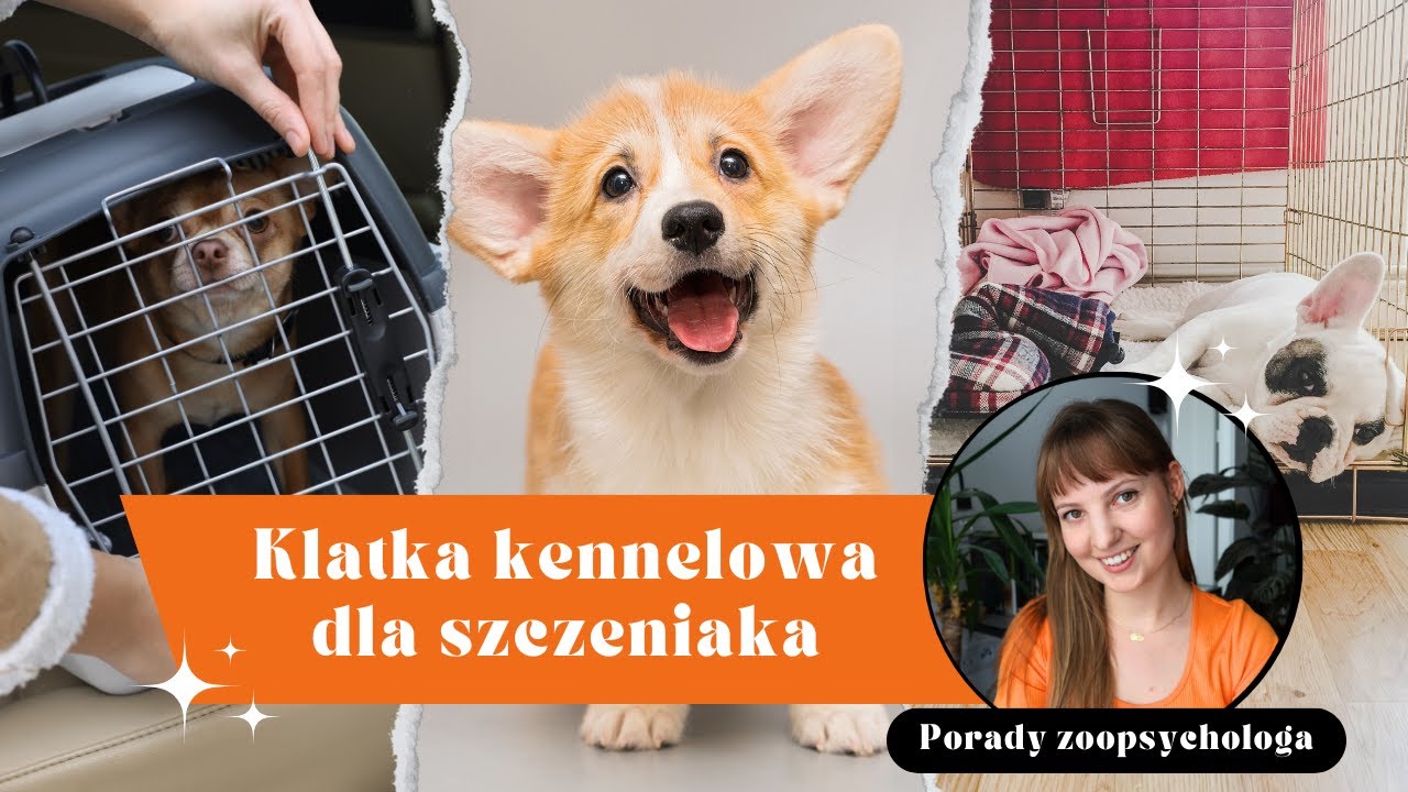 Klatka kennelowa dla szczeniaka - Jak? Po co? Dlaczego? Trening klatkowy szczeniaka