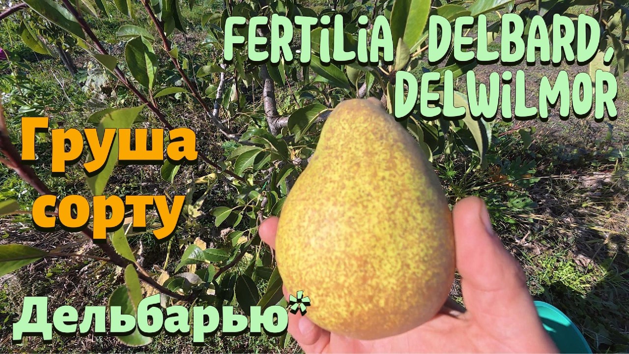 Огляд груші сорту Дельбарью*. Fertilia Delbard®, Delwilmor