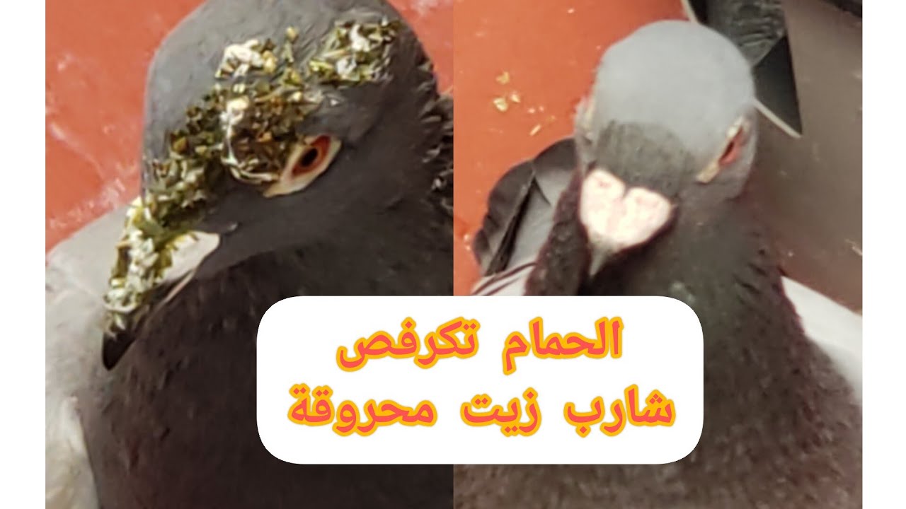 دخول الحمام من سباق 413 كلم(فوائد بدور الكيف) هههههههه وشكرا