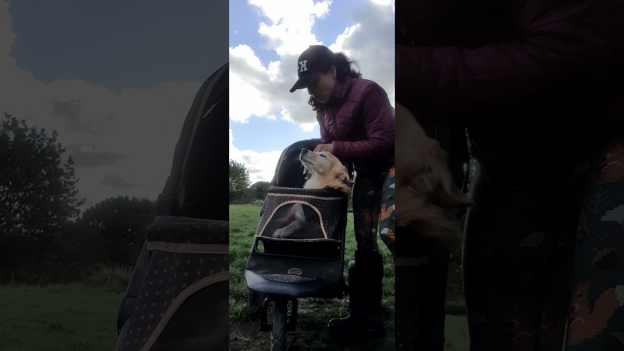 How To Choose A Dog Stroller