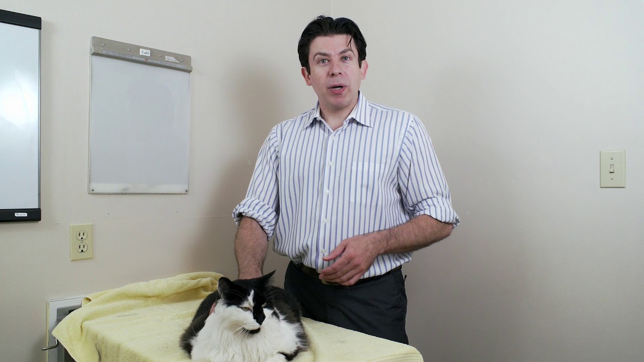 Клички для кошек, которые привлекут внимание вашей кошки. Как назвать кошку?