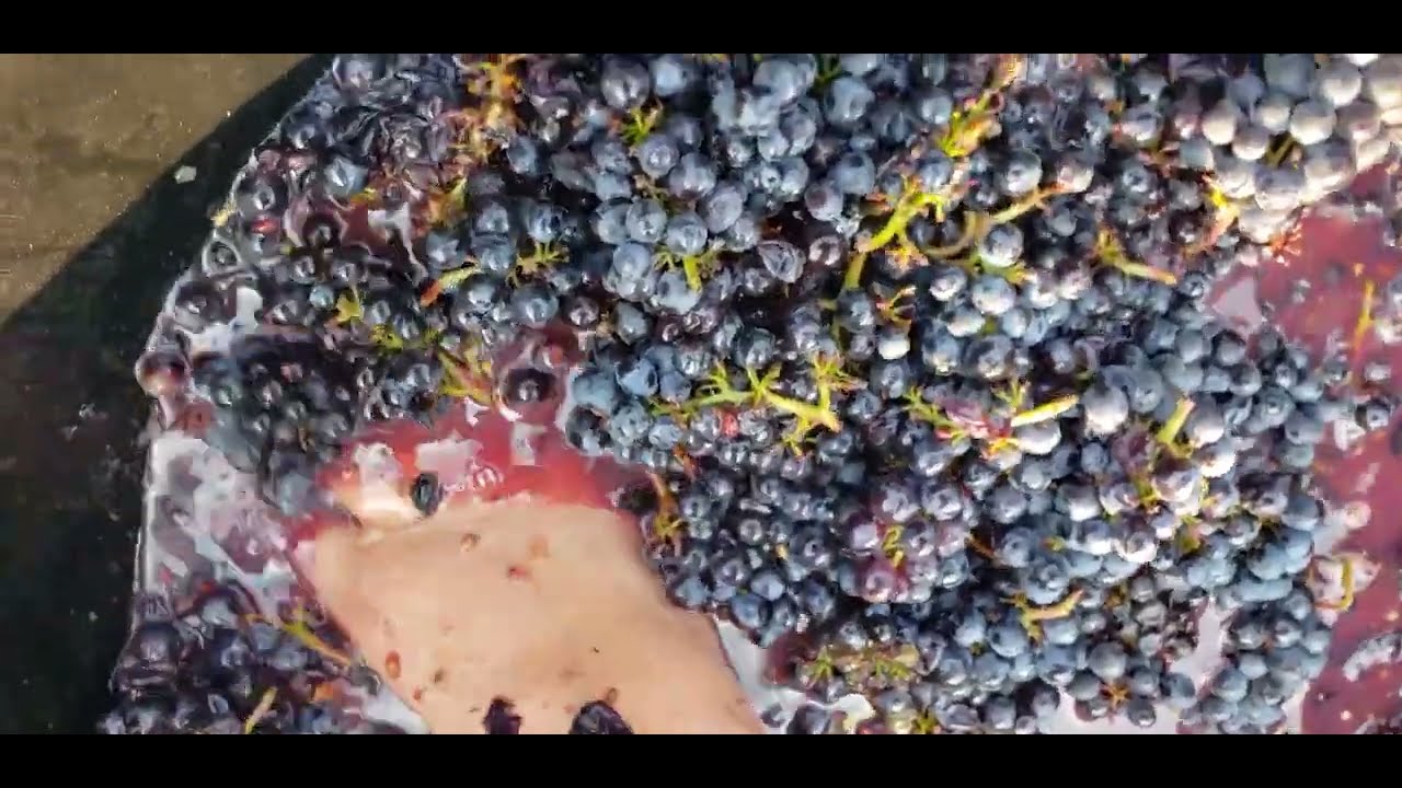 donna schiaccia l'uva per fare il vino a piedi nudi
