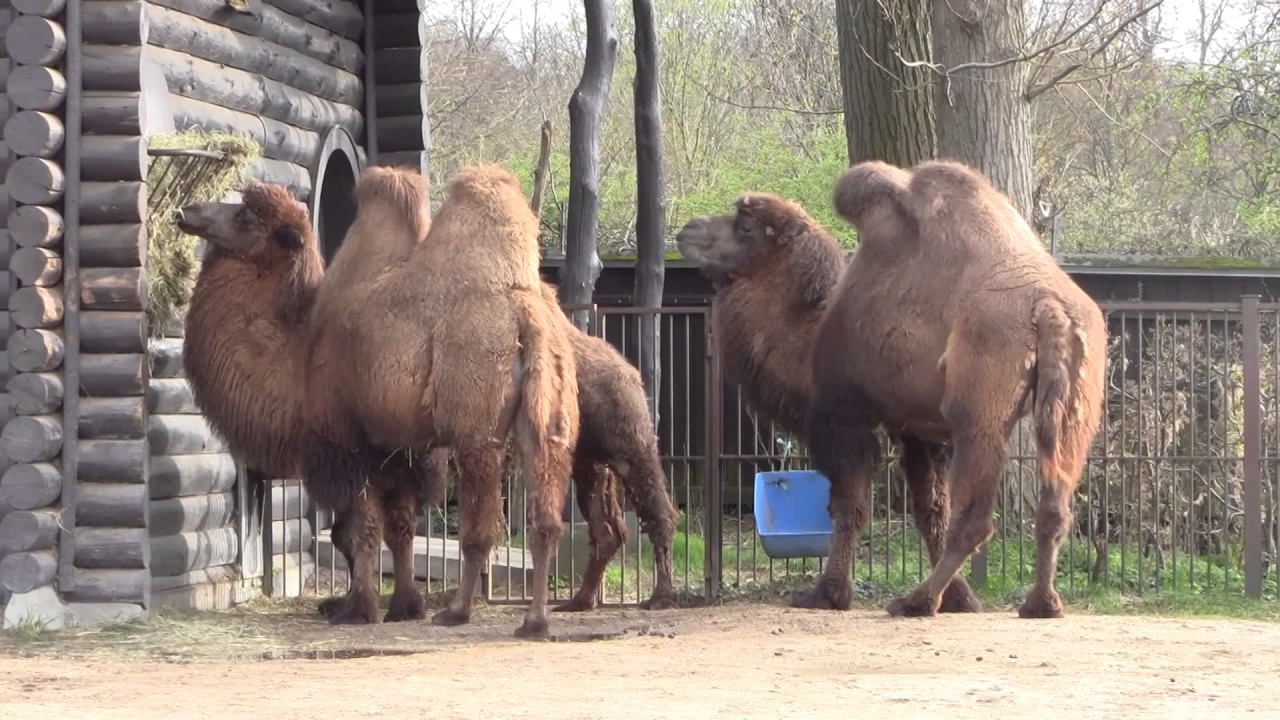 Copenhagen Zoo  40/  -  The Camel