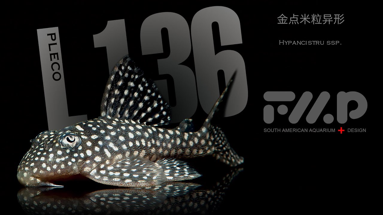 L136, Hypancistru ssp.，Angelicus Pleco，金点米粒异型，白金薄荷异型