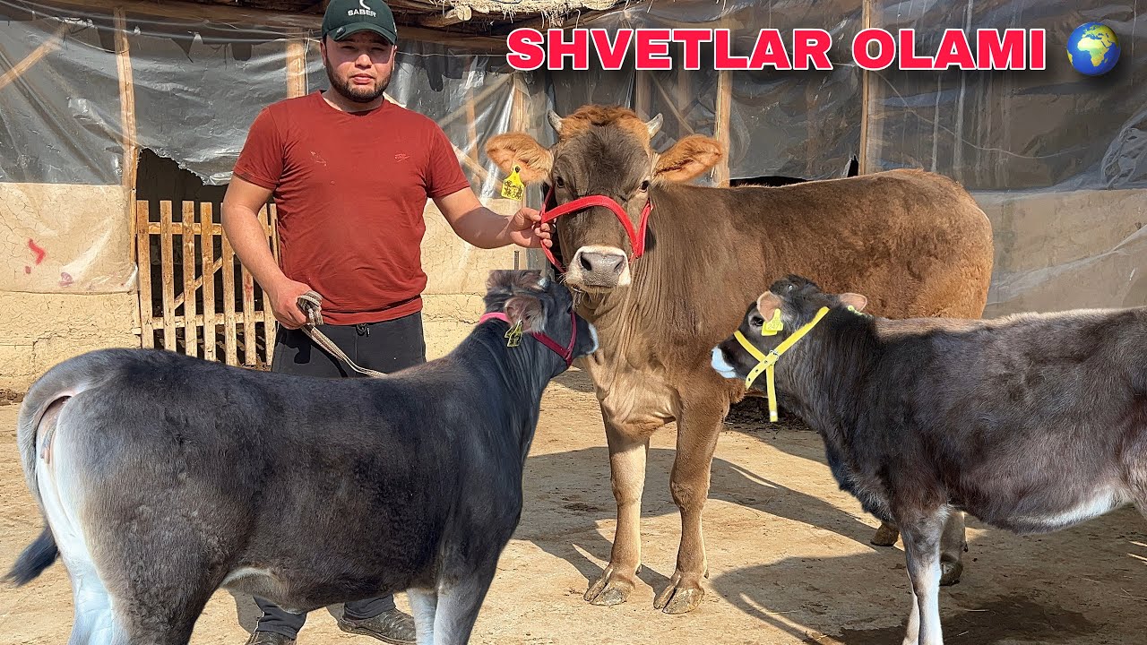 GERMANY 🇩🇪 SHVET 🥇G'UNOJINLAR SOTUVDA ~ SHOSHILING KAMDAN - KAM ! 💥