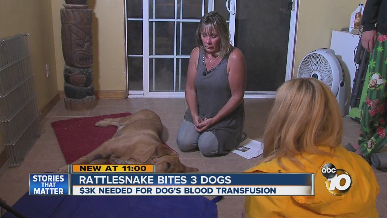 Rattlesnake bites three dogs