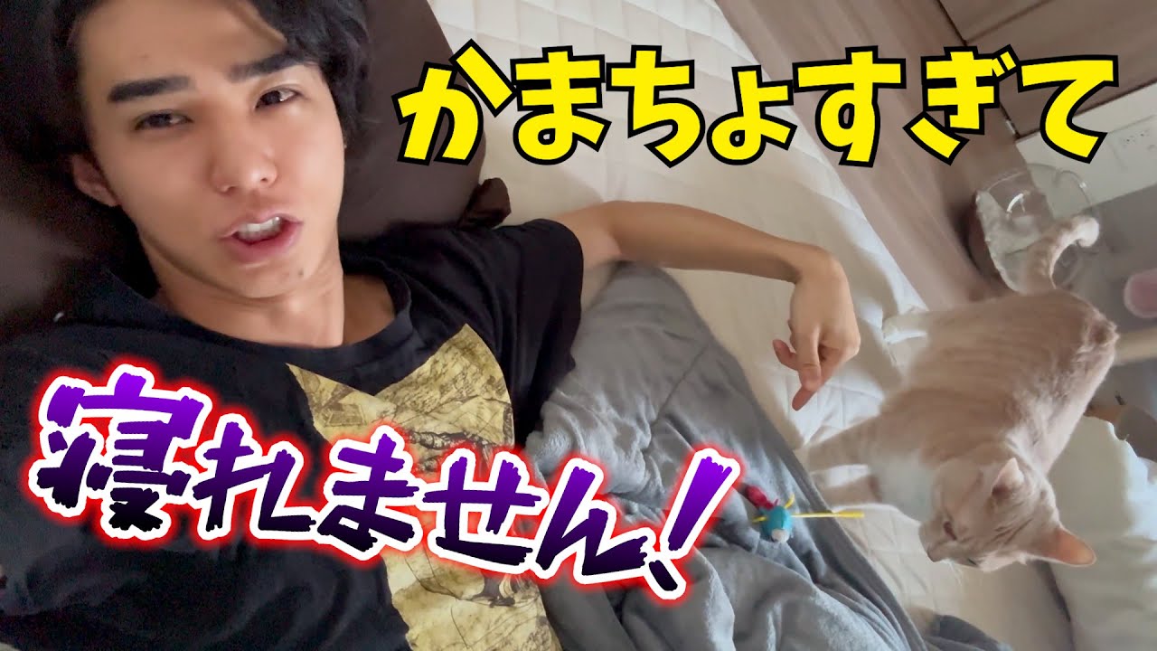 保護した猫のせいで仕事も睡眠も取れません…そろそろやばいです…