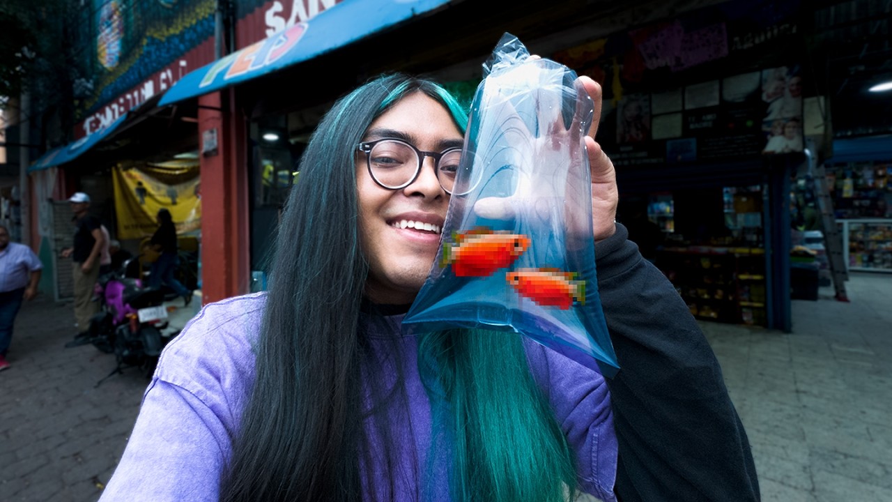 Buscando todas las variedades DE GURAMIS en los Mercados de PECES