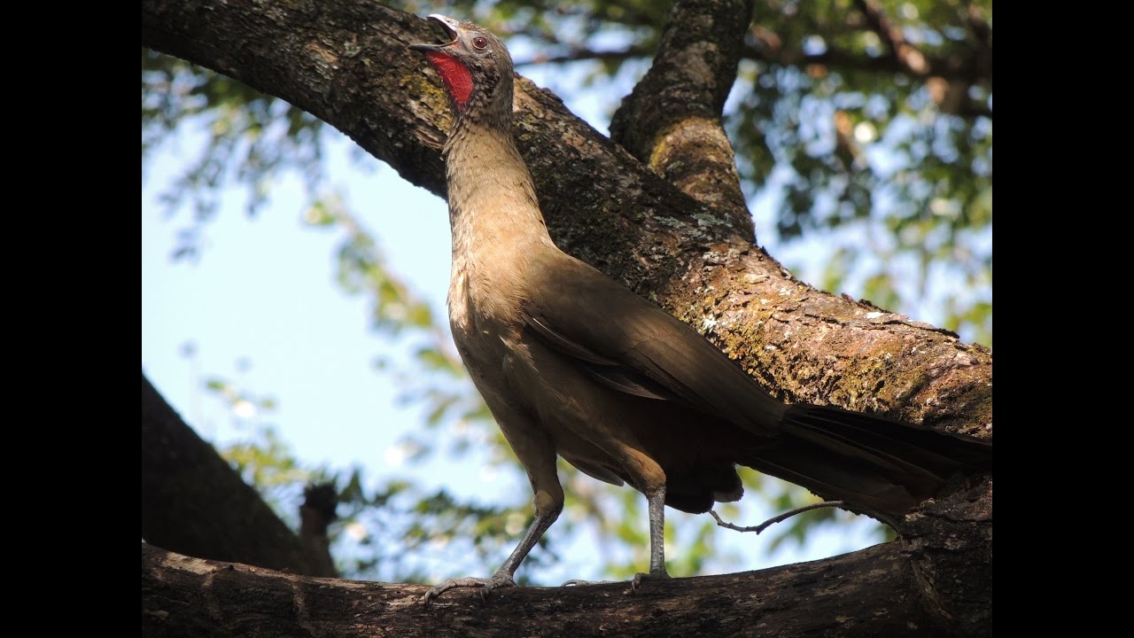 Aves de Venezuela - Ave de Barinas - Guacharaca - Ortalis ruficauda