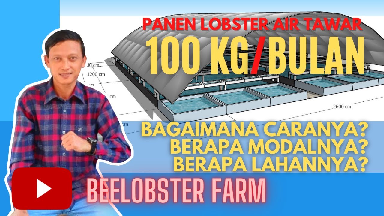 TARGET PANEN 100 KILOGRAM PER BULAN LOBSTER AIR TAWAR