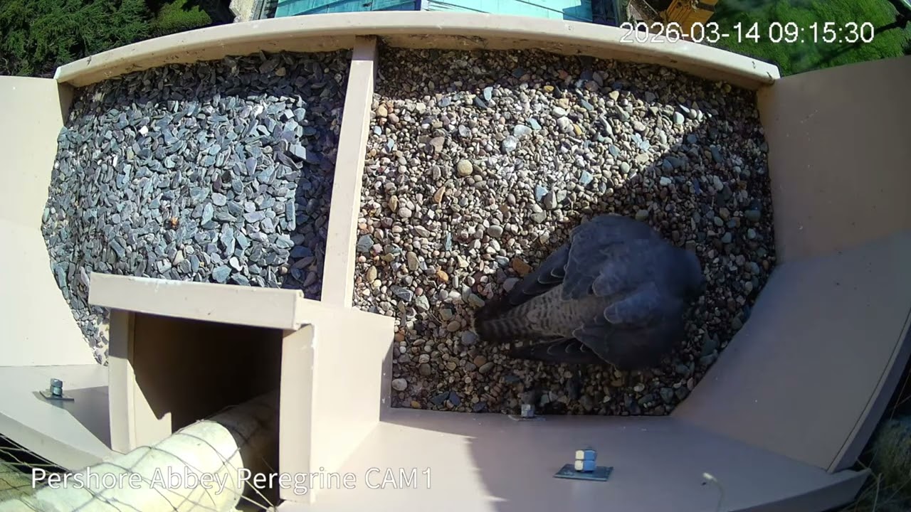 Peregrine 20260314 0909 These visits are becoming more frequent - egg laying cannot be far away!