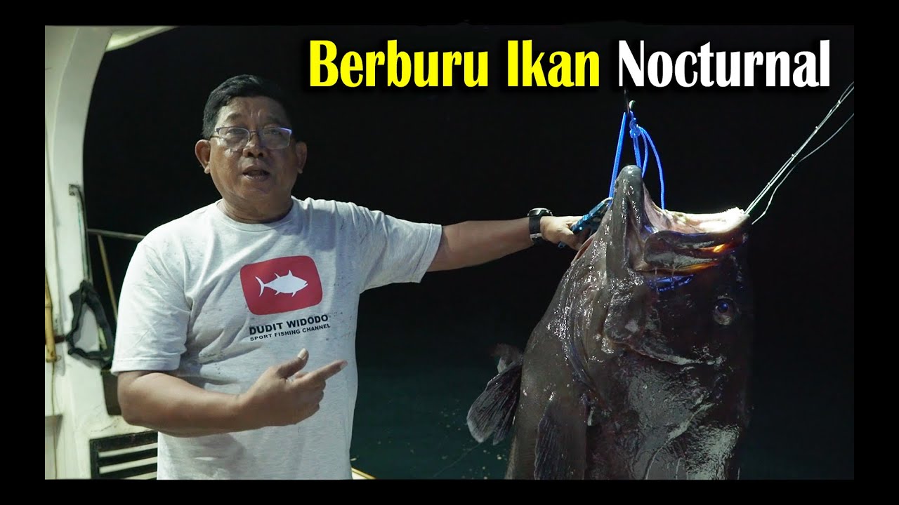 Berburu Monster Nocturnal di Alor!