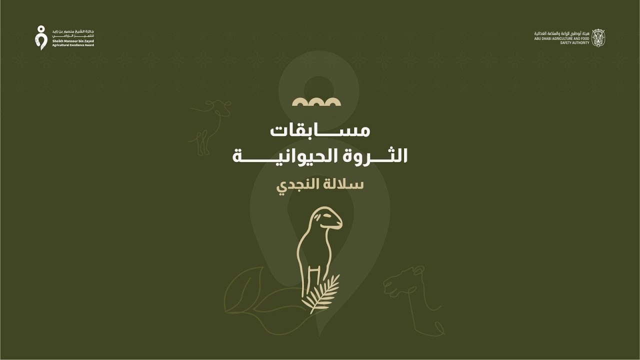 البث المباشر لتحكيم مسابقة أفضل السلالات  سلالة النجدي