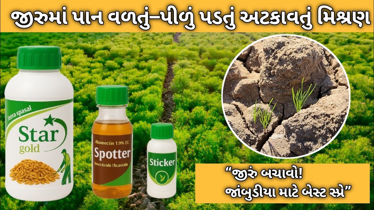 #જાંબુડીયા–ટુટીયા પર સૌથી ઝડપી અસર | #જીરું માટે 2025 ની નવી માવજત ઓછા ખર્ચે વધુ ઉત્પાદન  | 