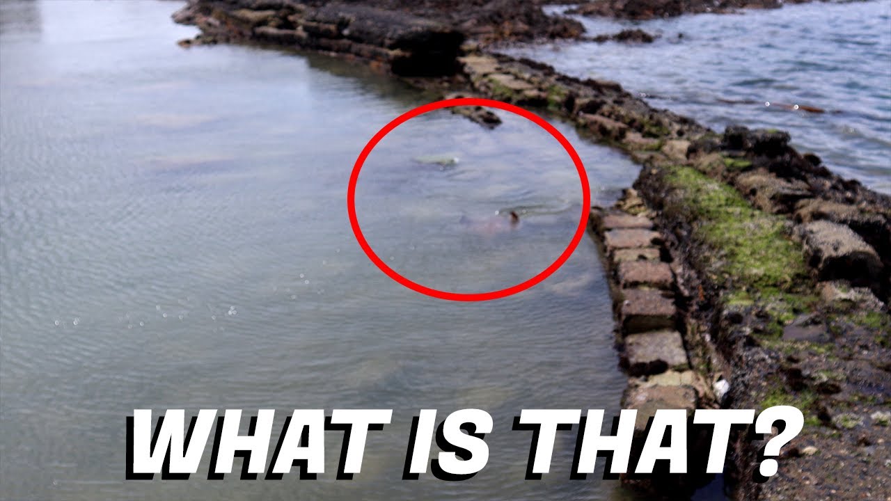 Extremely Rare Find in South African Tidal Pool