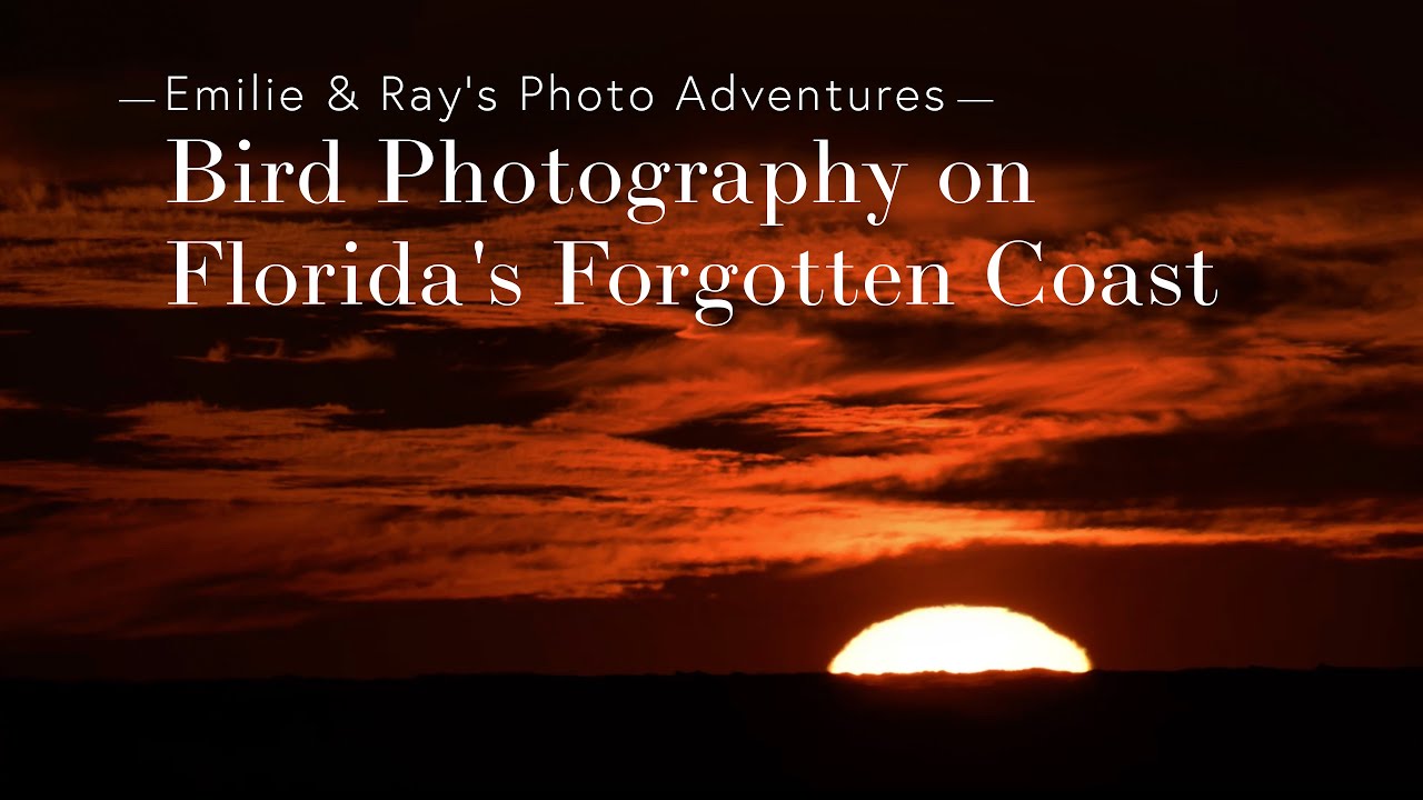 Photographing Shorebirds and a Great Horned Owl with a Stunning Sunset on Florida's Forgotten Coast