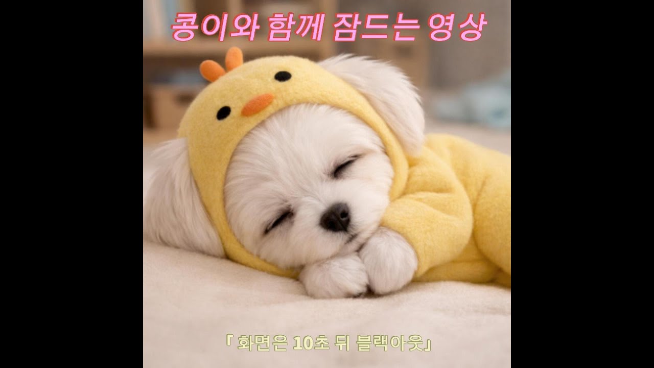 [블면증 음악] 지치고 힘든 하루 콩이와 함께 잠들어요 #불면증 #잠이오는영상 #수면
