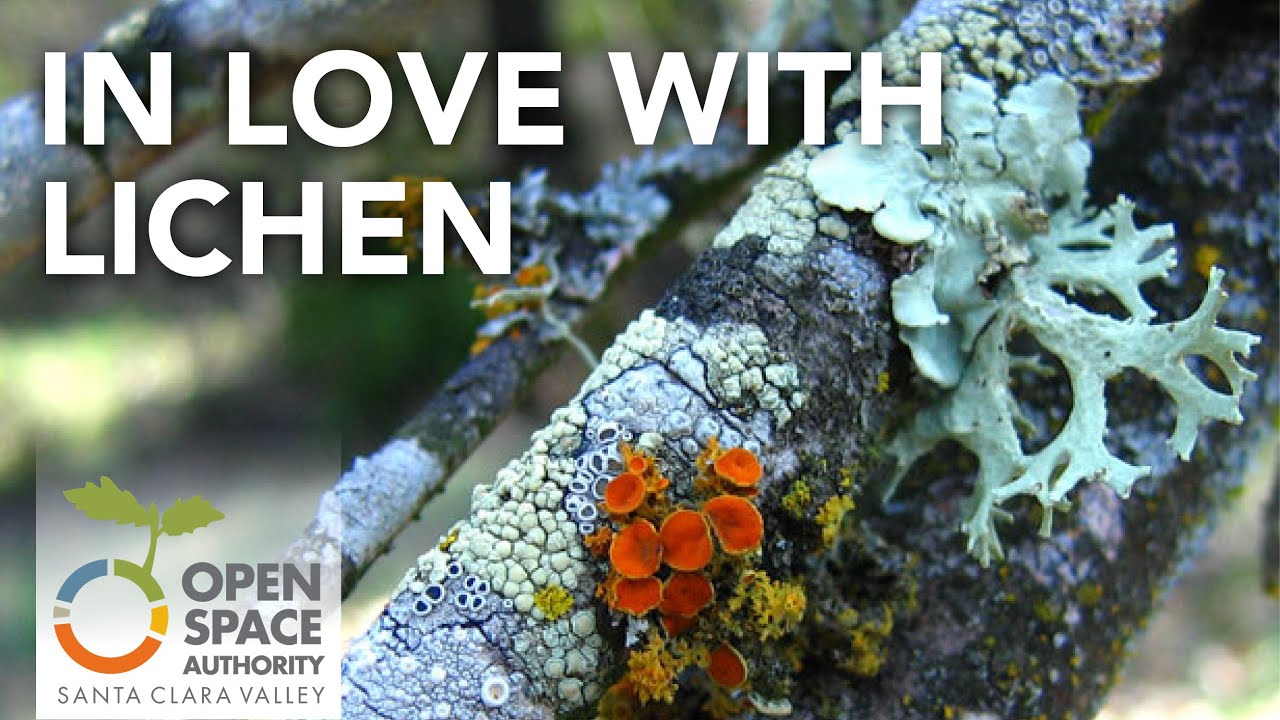 In Love With Lichen