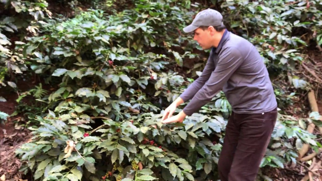 Dr. Schwarz | Coffee Pruning Method Used Explained
