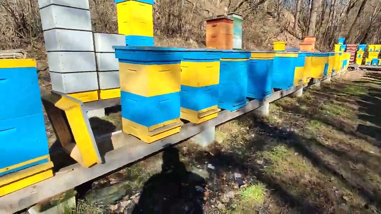 🔥 5&deg;C i PSZCZOŁY RUSZYŁY DO OBLOTU?! 😱 Jedna zmiana w ulu i NATYCHMIASTOWA reakcja!