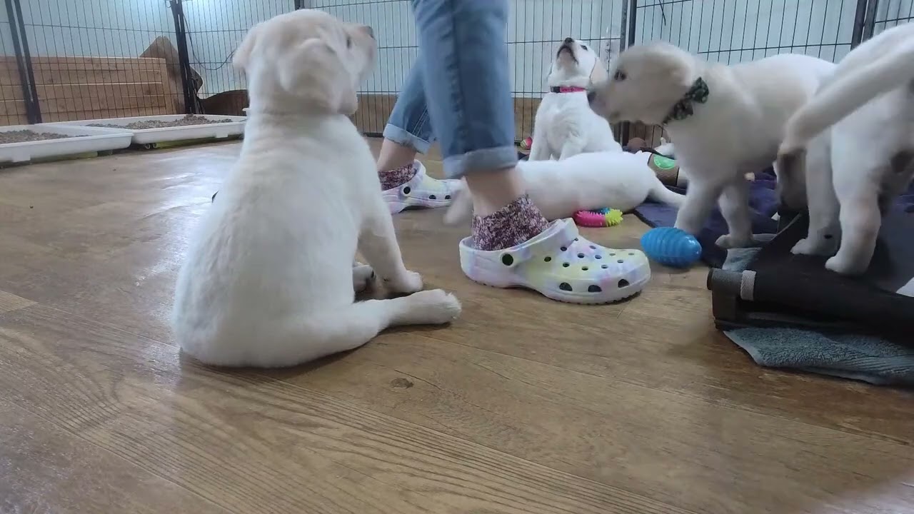 LIVE Puppy Cam Replay! 6 Adorable Labrador Puppies