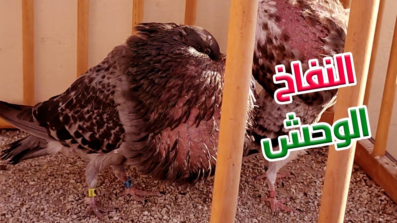 حمام الكاديطانو في رينغ مع ورضان😍💪
