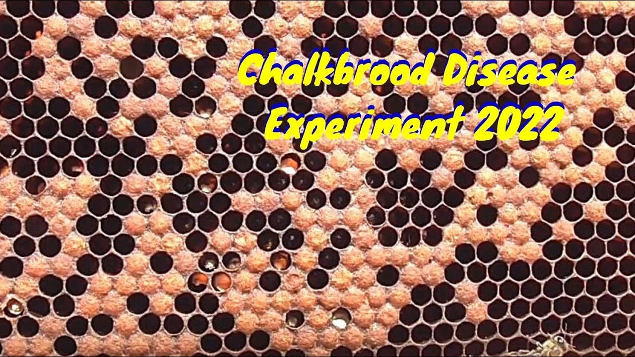 Chalkbrood Disease Experiment - 2022    #ALLAussieContent