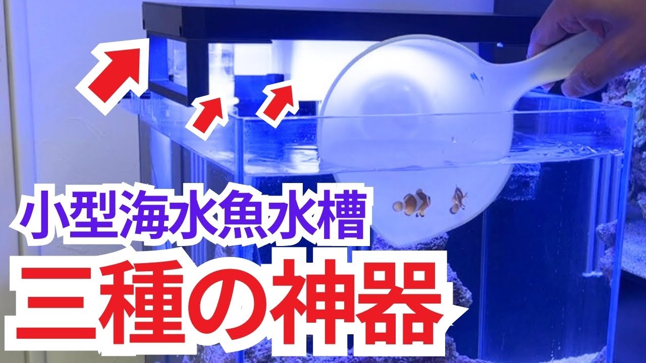 【超初心者でもできる】水槽業者の社長が選ぶ、海水魚飼うならこの機材3選!