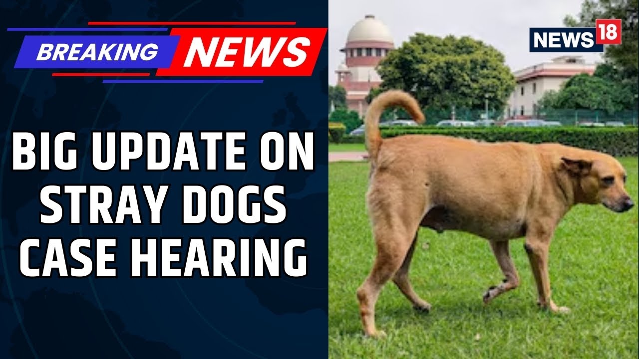 'For Every Dog-Bite, We Are Likely To...': Supreme Court's Big Remark In Stray Dogs Case | News18