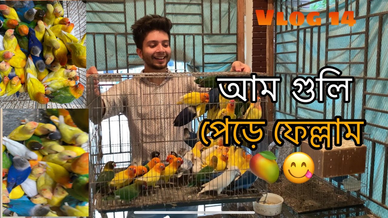 Bringing out all my birds from my old aviary | Vlog 14