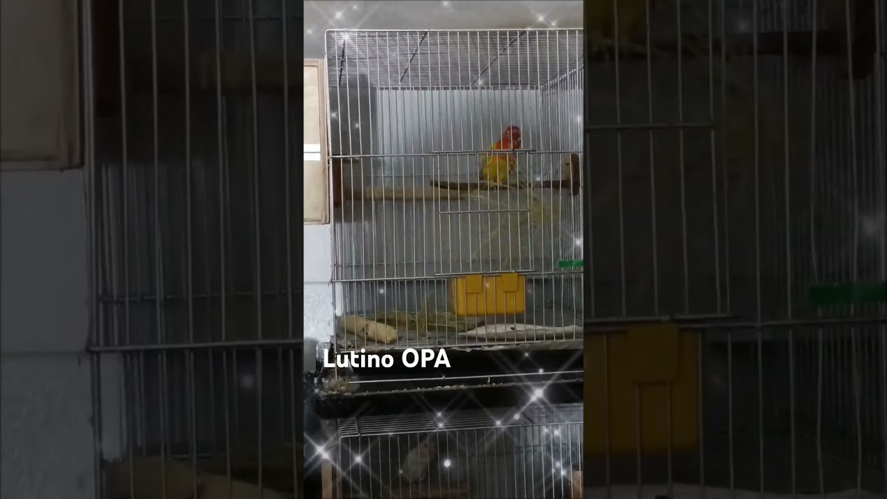 Lutino OPA 