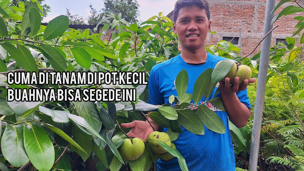 Bibit buah black sapote jumbo