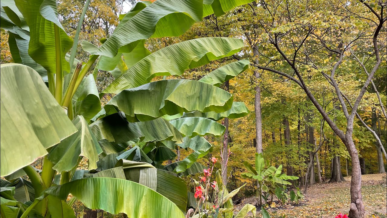 The difference between sun and shade grown Musa basjoo banana plants