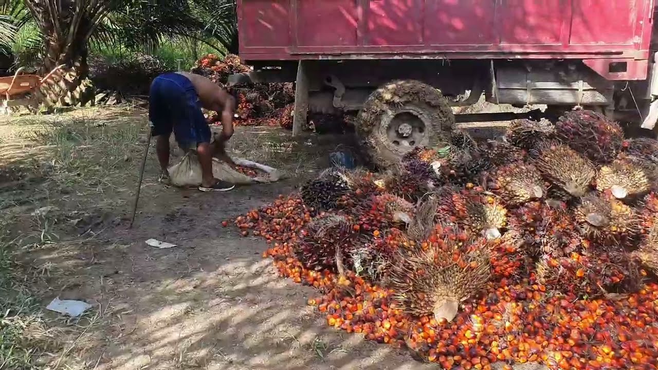 Lonsum BL 1 umur 5 Tahun buah tanpa songgo pelepah