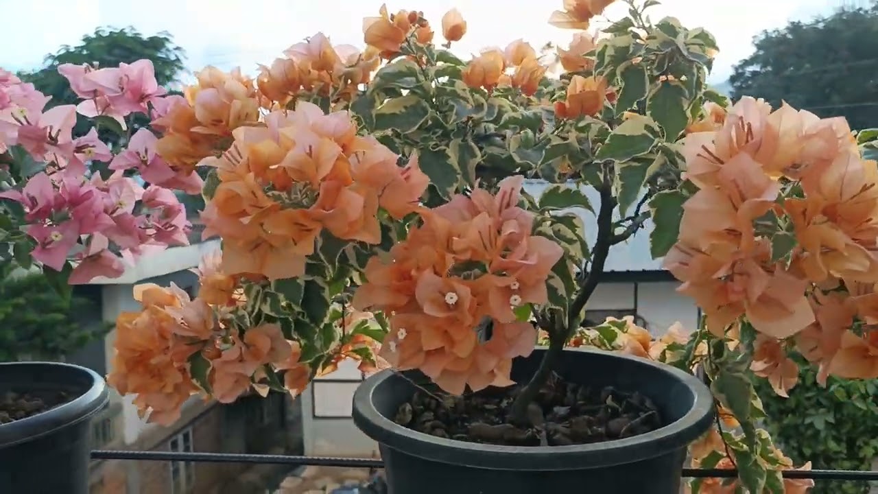 Ka saron dinhmun | 3.Nov.2025#Saron #bougainvillea 