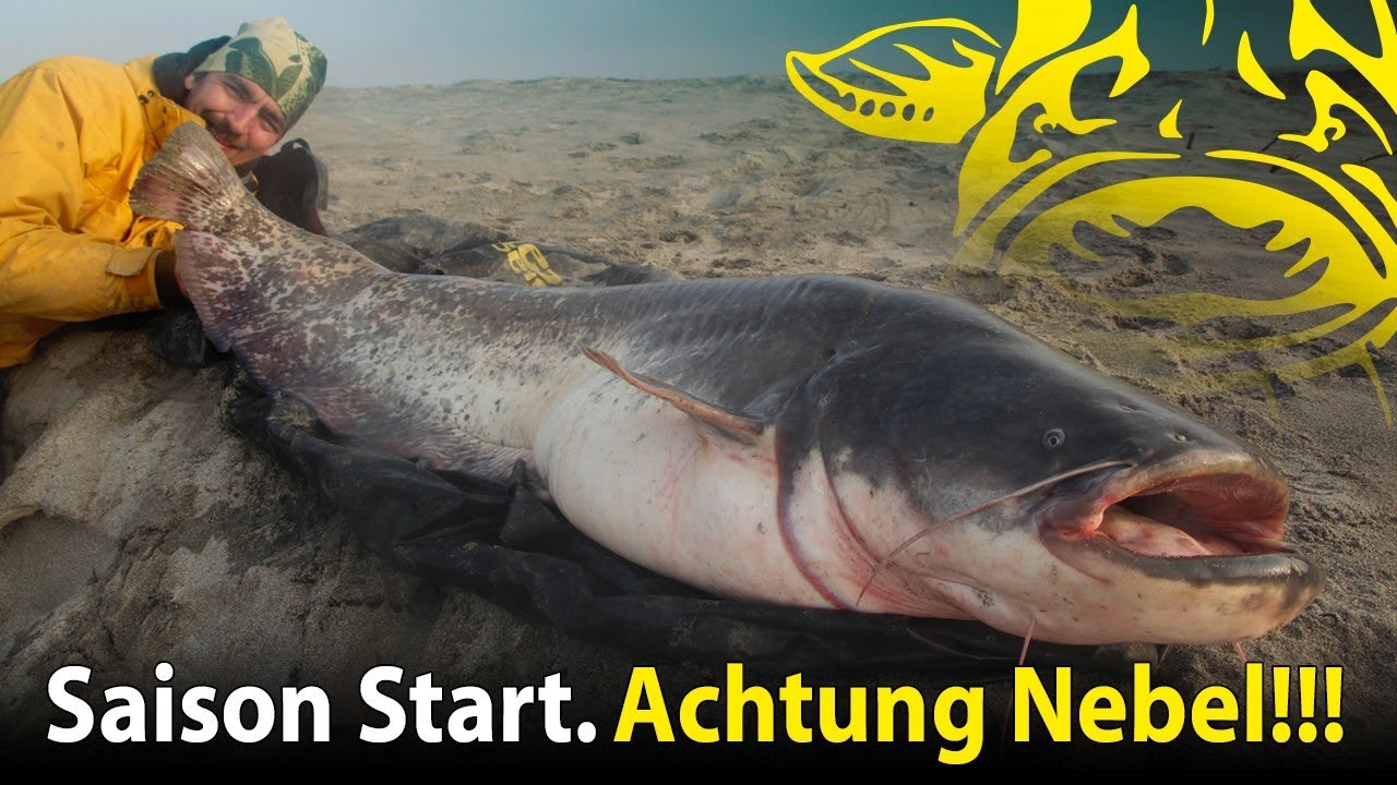 Saison Start auf Wels | Achtung Nebel | Welsangeln im Frühjahr bei schweren Bedingungen