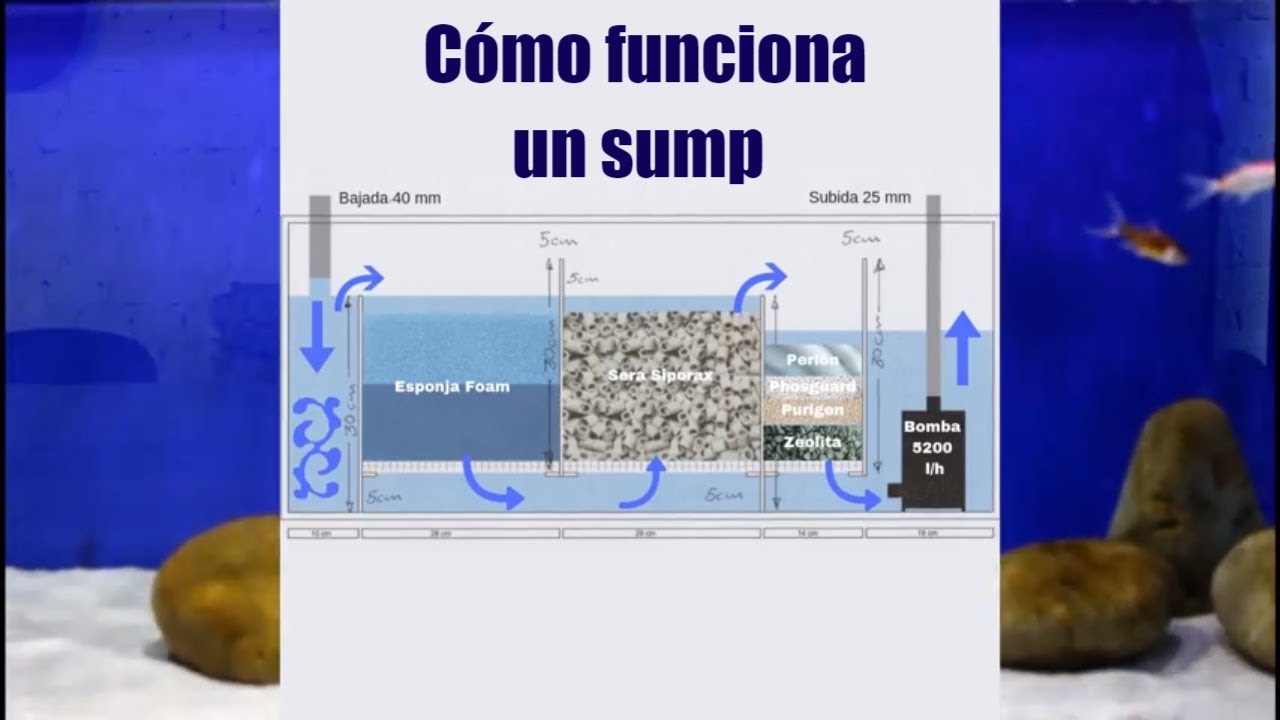 Cómo funciona un sump para acuario de agua dulce