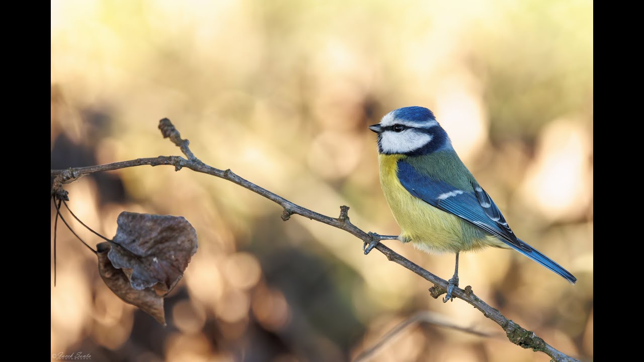 Sikora modraszka   Blue tit #birds #ptasiastrefa #nature