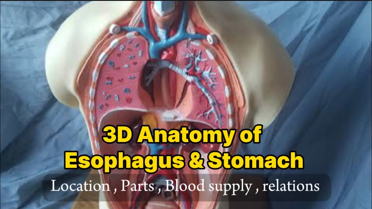 The 3D Anatomy Of Esophagus & Stomach  | In Urdu | Simra Khan |