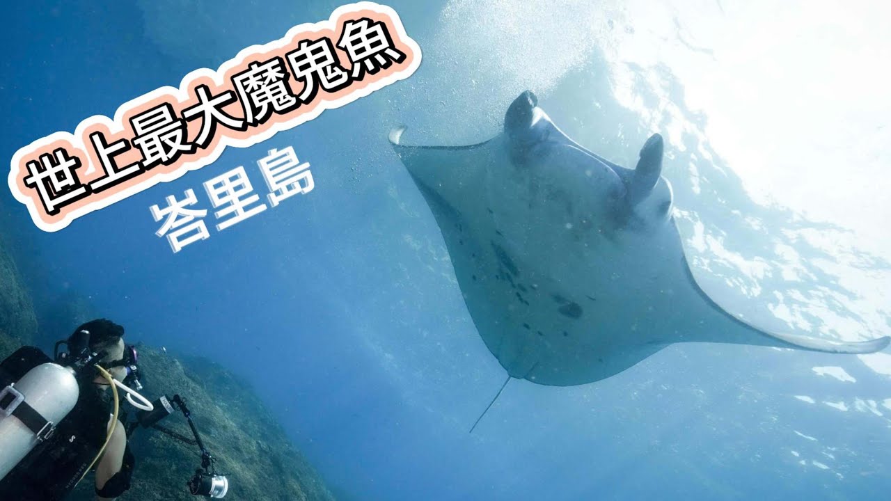 【外潛系列】在峇里島遇到世上最大魔鬼魚｜ Nusa Penida ｜ 二戰沉船 USAT Liberty Wreck｜微距天堂Tulamben