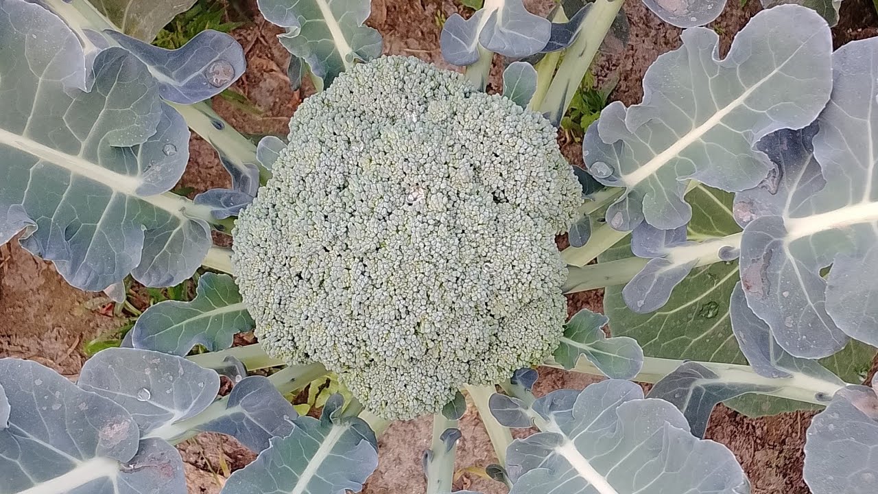 Abdur rahman kitchen and vlog  এখন লাইভ!