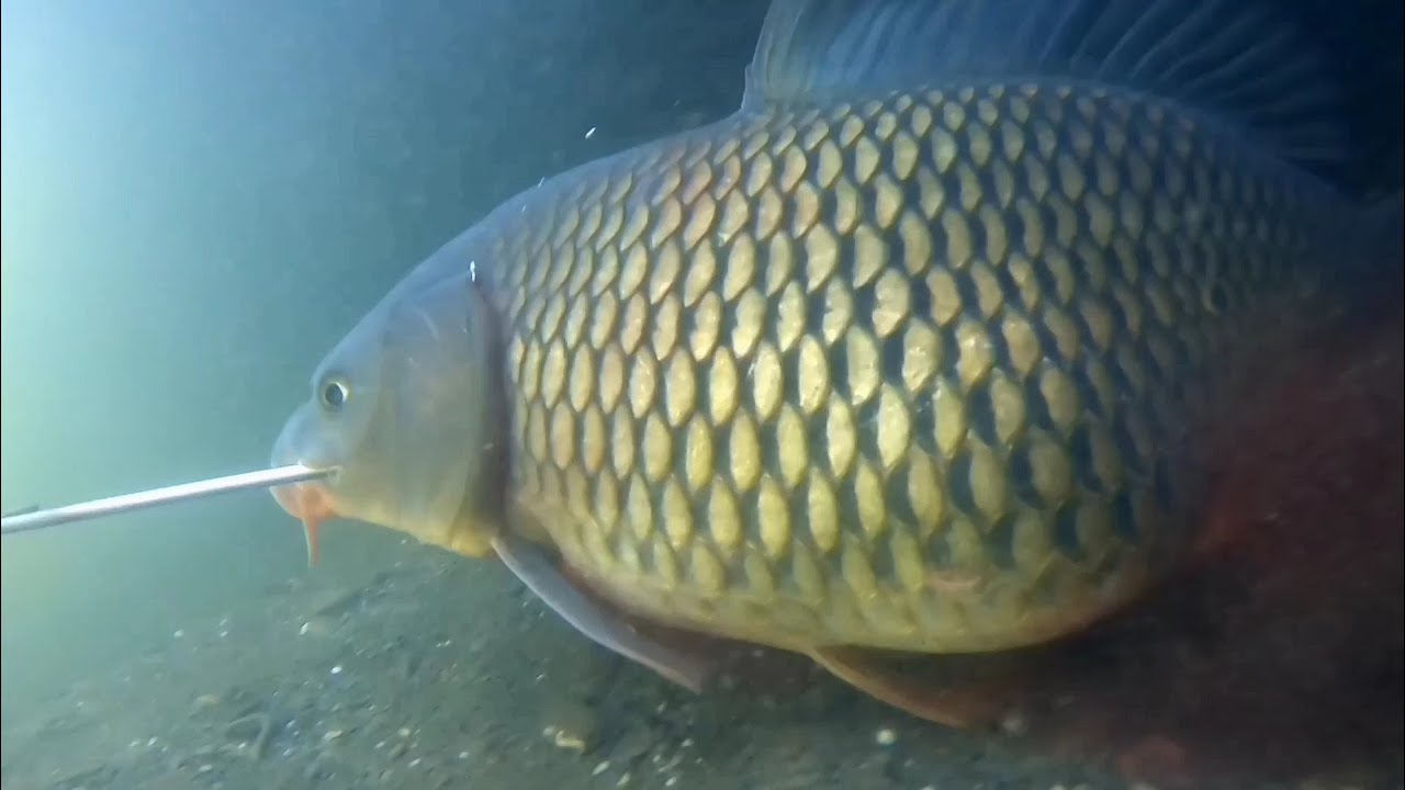 Spearfishing Carp | Best Compilation 2021 | Spearfishing Karpa in the River