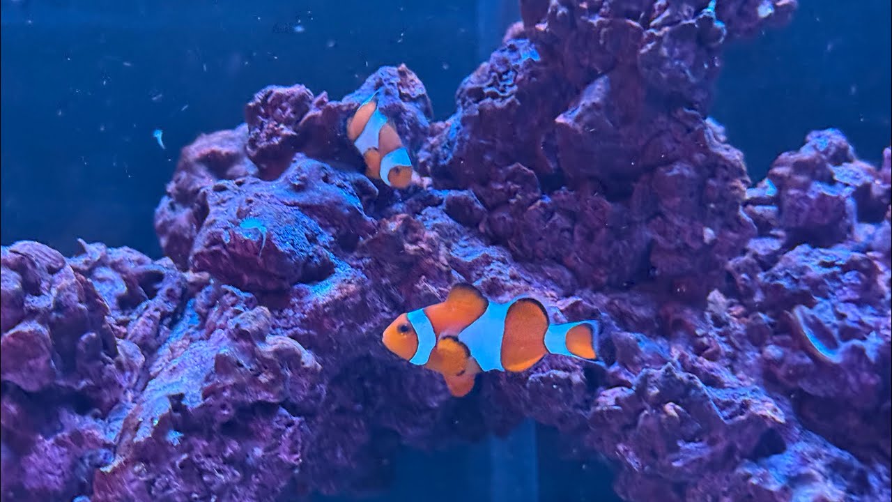 Reefer G3 250: Tank update, sand cleaning, and water change