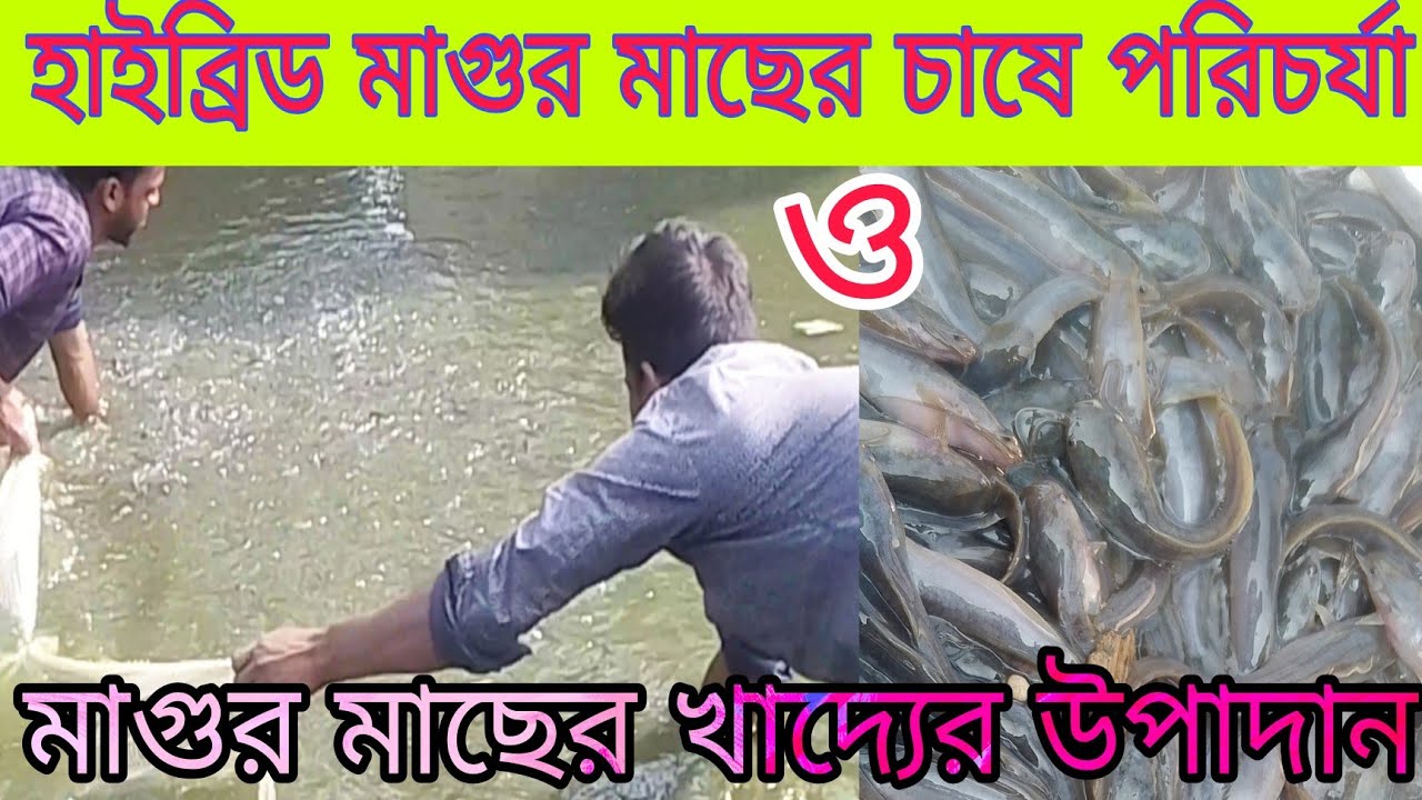 হাইব্রিড মাগুর মাছ চাষের পরিচর্যা ও মাগুর মাছের খাদ্যের উপাদান 01645177018