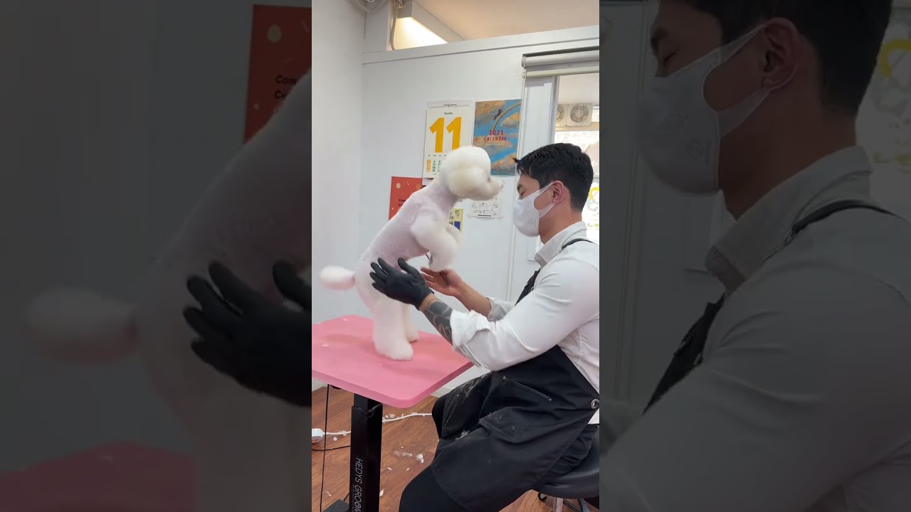 Adorable Dog Grooming Makeover: Amazing Before and After!